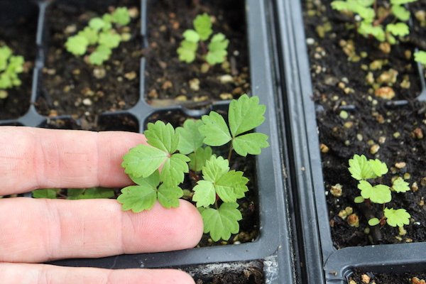 Strawberry Seedlings