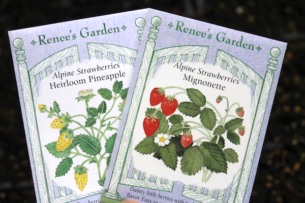 Strawberry Seeds