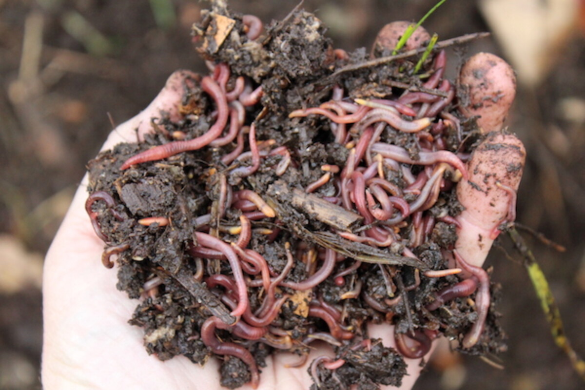 Used Coffee Grounds in Worm Compost