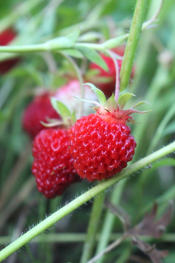 Strawberries grown from seed