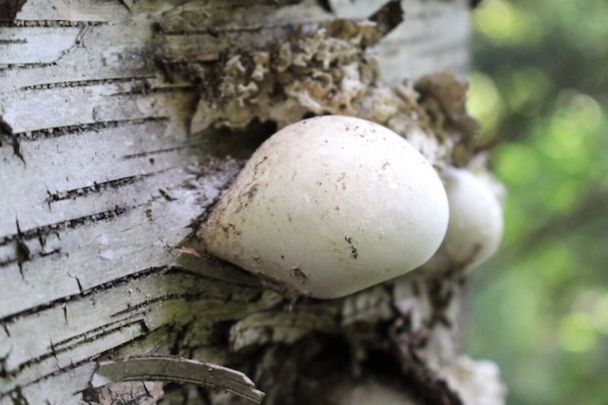Young Birch Polypore