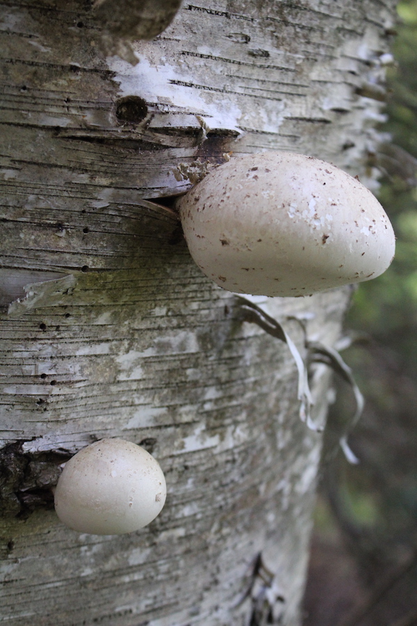 Young Birch Polypore Mushrooms