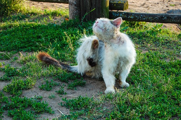 Used coffee grounds are a natural treatment for fleas in dogs and cats