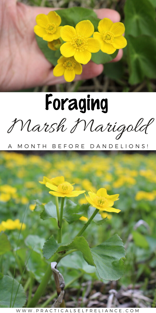 Foraging Marsh Marigold ~ One of the earliest spring greens, learn how to identify marsh marigold and cook it up a full month before the first dandelion blossoms. Happy spring foraging! #foraging #wildedibles #survival