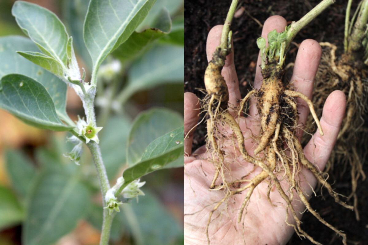 Ashwagandha plants and roots in our garden.