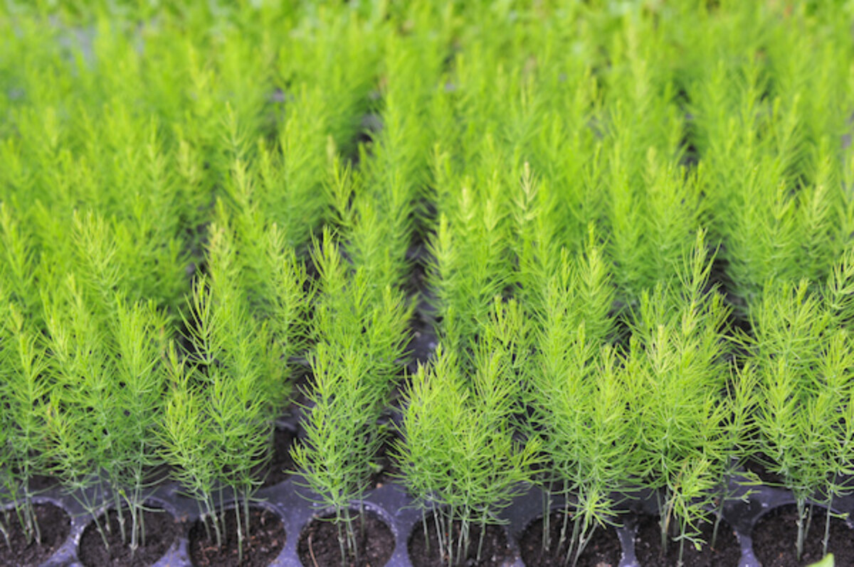Asparagus Seedlings