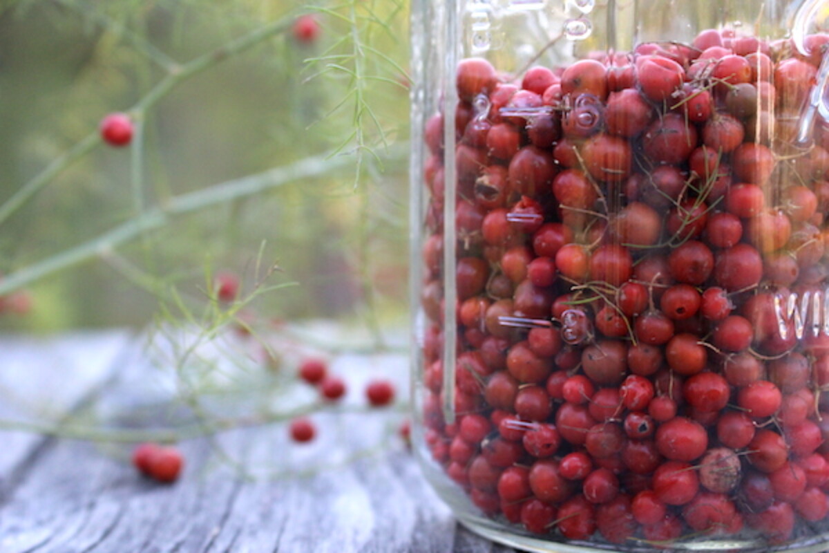 Asparagus Seeds harvested from female asparagus plants.