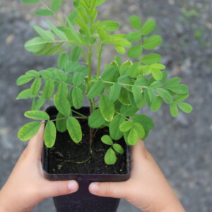 My daughter holding an Astragalus seedling that we planted in our garden a few years ago. Astralagus seedling