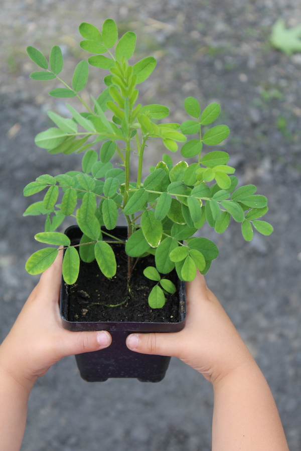 My daughter holding an Astragalus seedling that we planted in our garden a few years ago. Astralagus seedling