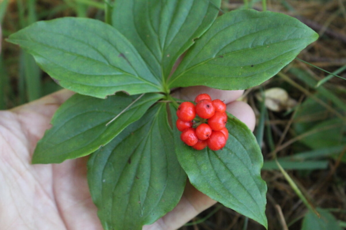 bunchberry plant