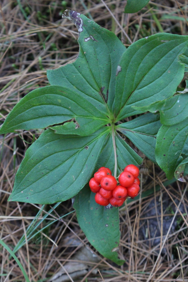 Bunchberry Stalk