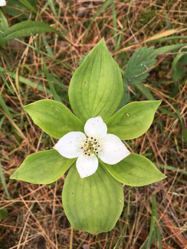 Bunchberry flower
