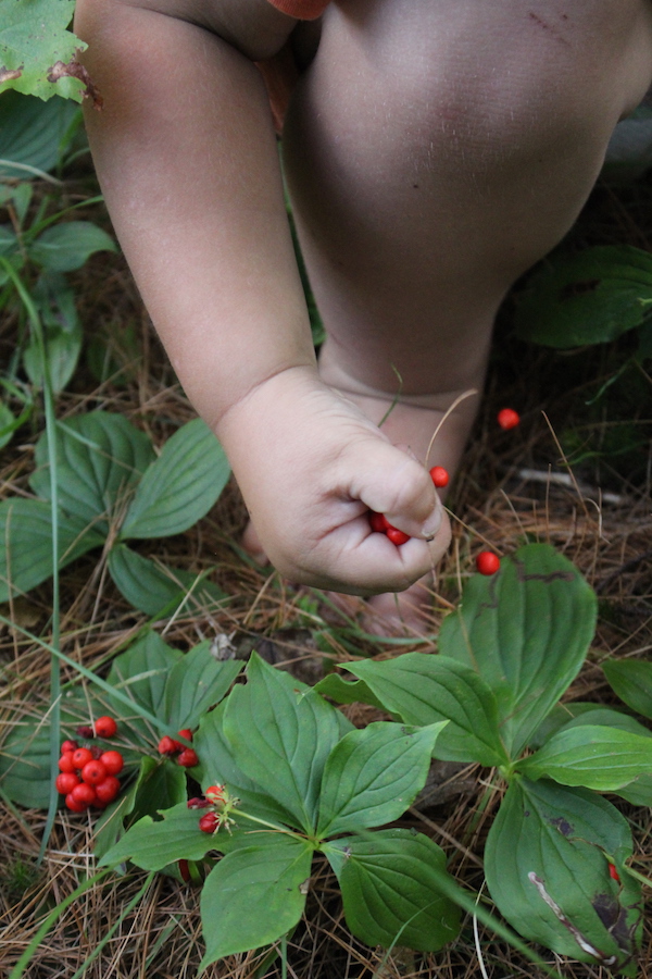 Child harvesting bunchberry