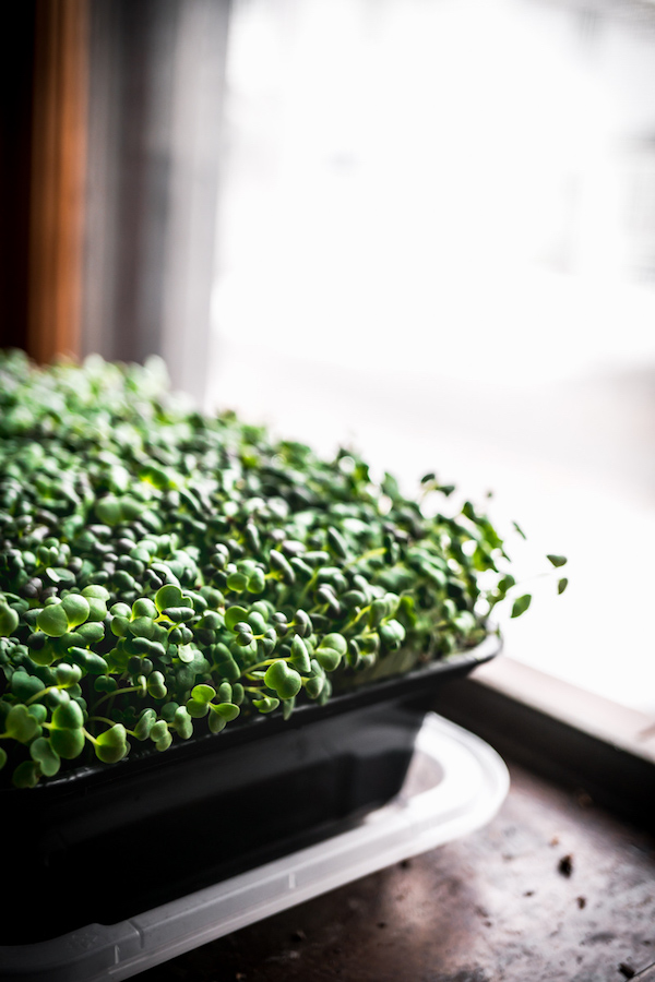 Growing Microgreens