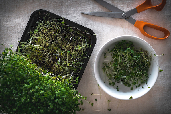 Harvesting Microgreens at Home