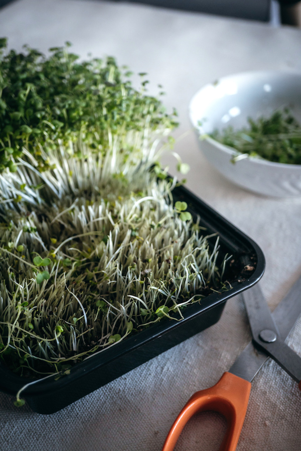 Harvesting microgreens
