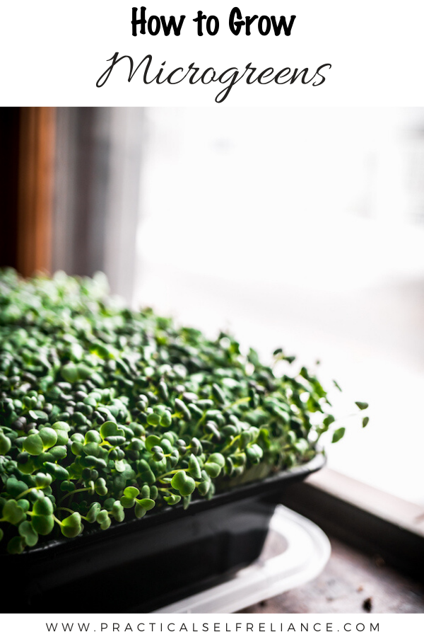 How to Grow Microgreens ~ Growing your own micro salad greens indoors couldn't be easier. Eat healthier and save money at the same time!
