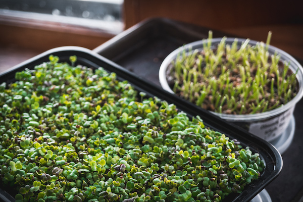 Microgreen Growing Trays