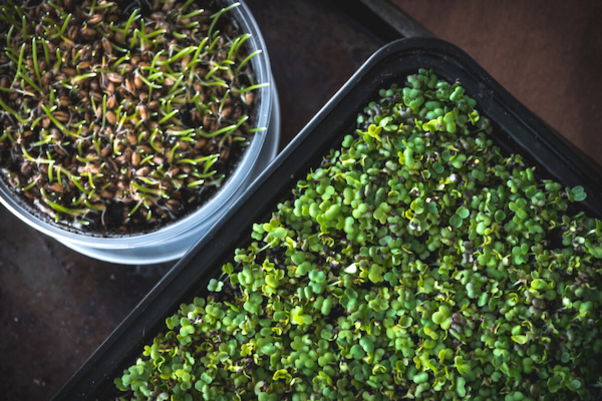 Microgreens Growing in Trays