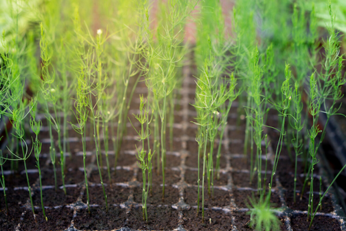 Tray of Asparagus Seedlings