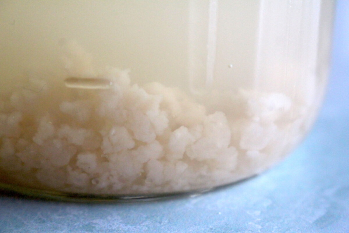 Water kefir grains in Natural Soda