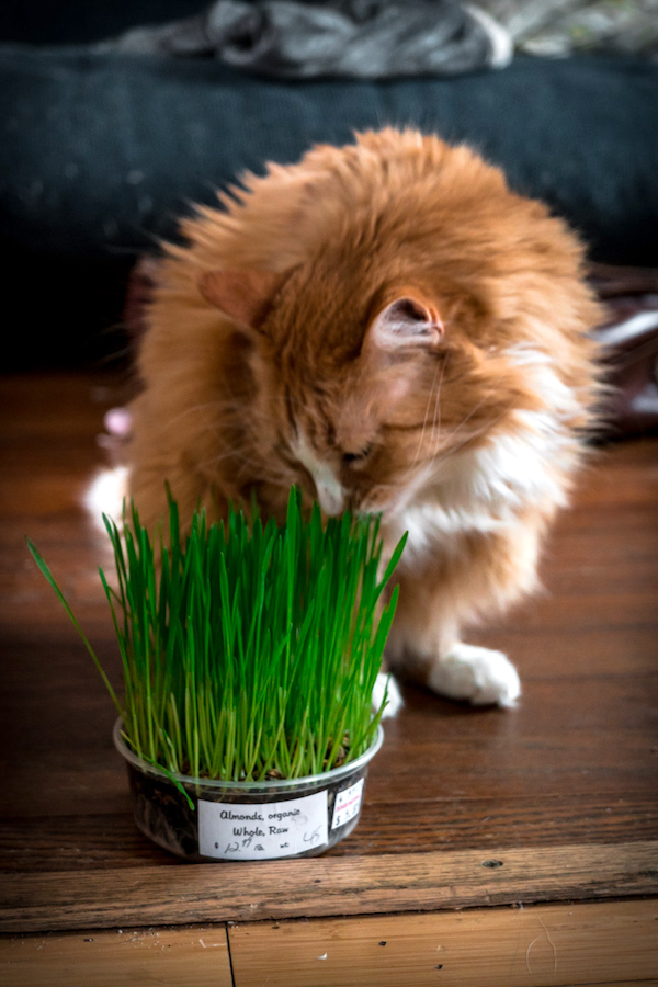 Wheatgrass Microgreens for Cats