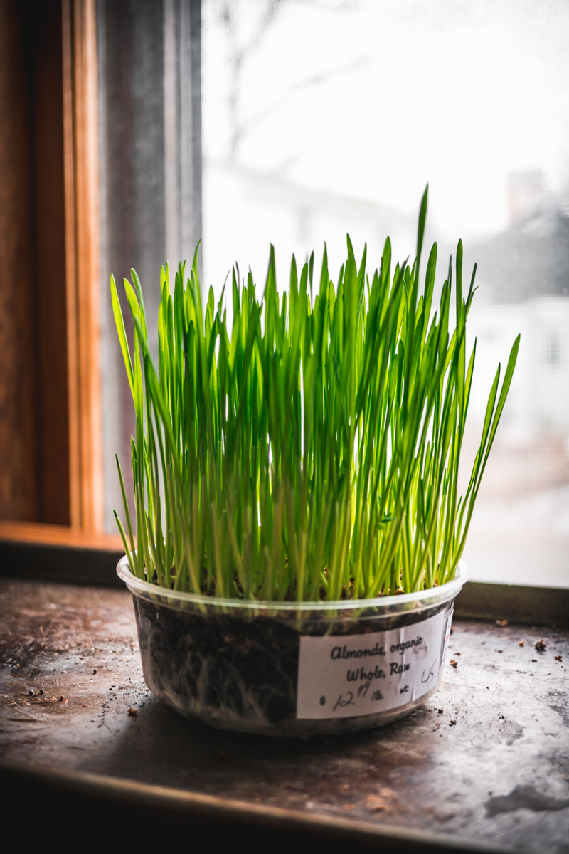Wheatgrass Microgreens