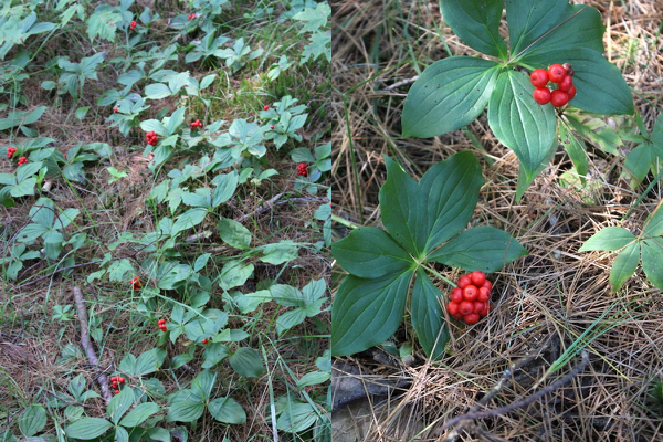 where to find bunchberry