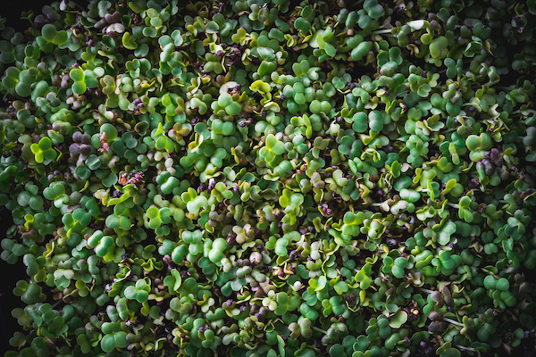 Young Microgreens in Tray