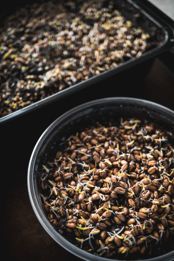 Young Microgreens