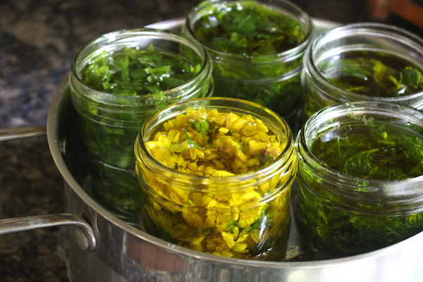 Infusing oils with fresh herbs takes a bit of care, and usually involves a double boiler so the herbs infuse before they spoil. It's a quicker process, infusing over 1-2 days instead of 3-6 weeks.
