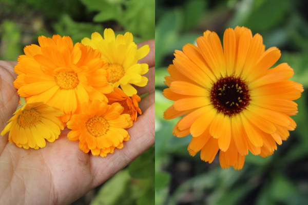 Calendula Flowers