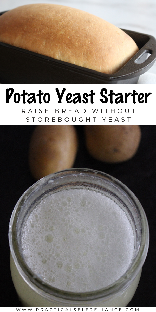 DIY Potato Yeast Starter ~ Trying to bake bread but you cant find storebought yeast? Learn how to make your own natural wild yeast culture from potatoes! Baking bread without yeast packets is simple enough, and there's no need to resort to unleavened bread!