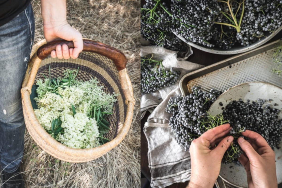 Elder has medicinal flower and berries, both of which are anti-microbial. (Photos by Melissa Keyser)