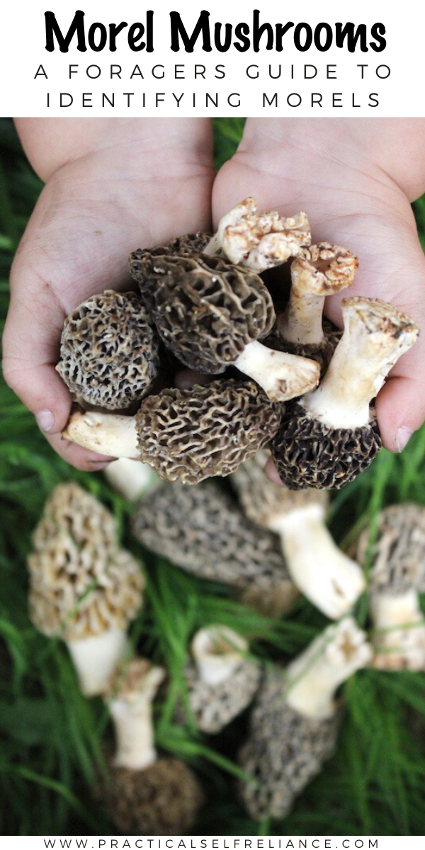Foraging Morel Mushrooms ~ A beginners guide to identifying morels, and avoiding toxic morel look alikes.