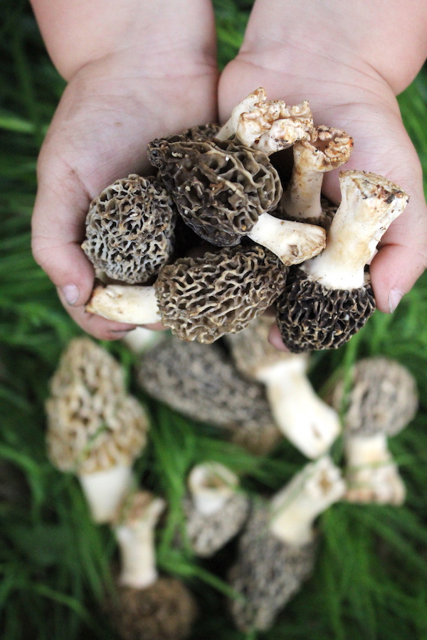 Foraging Morel Mushrooms