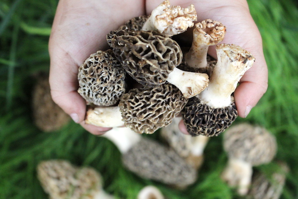 Foraging Morel Mushrooms ~ Image of a child's hands holding wild foraged morel mushrooms