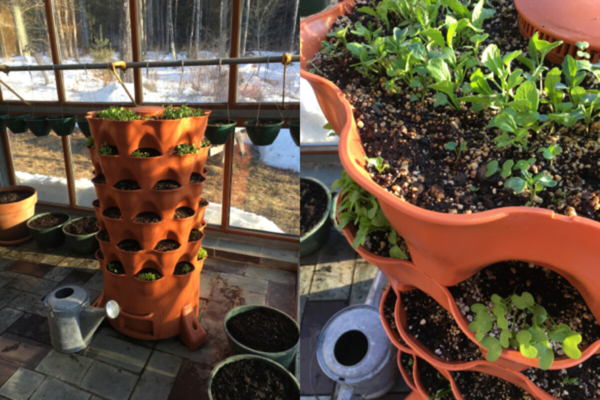 Our garden tower and indoor container gardening setup, just after planting.