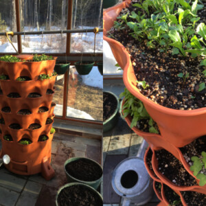 Our garden tower and indoor container gardening setup, just after planting.