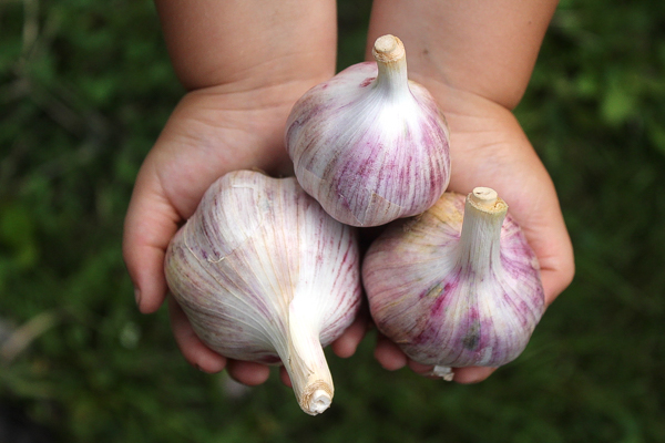 My daughter holding some of our hardneck garlic.