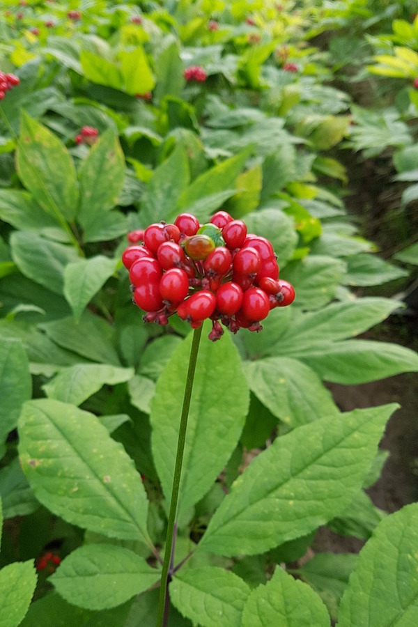 Ginseng plant