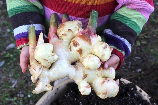 My daughter holding a fresh ginger root that we're planting.