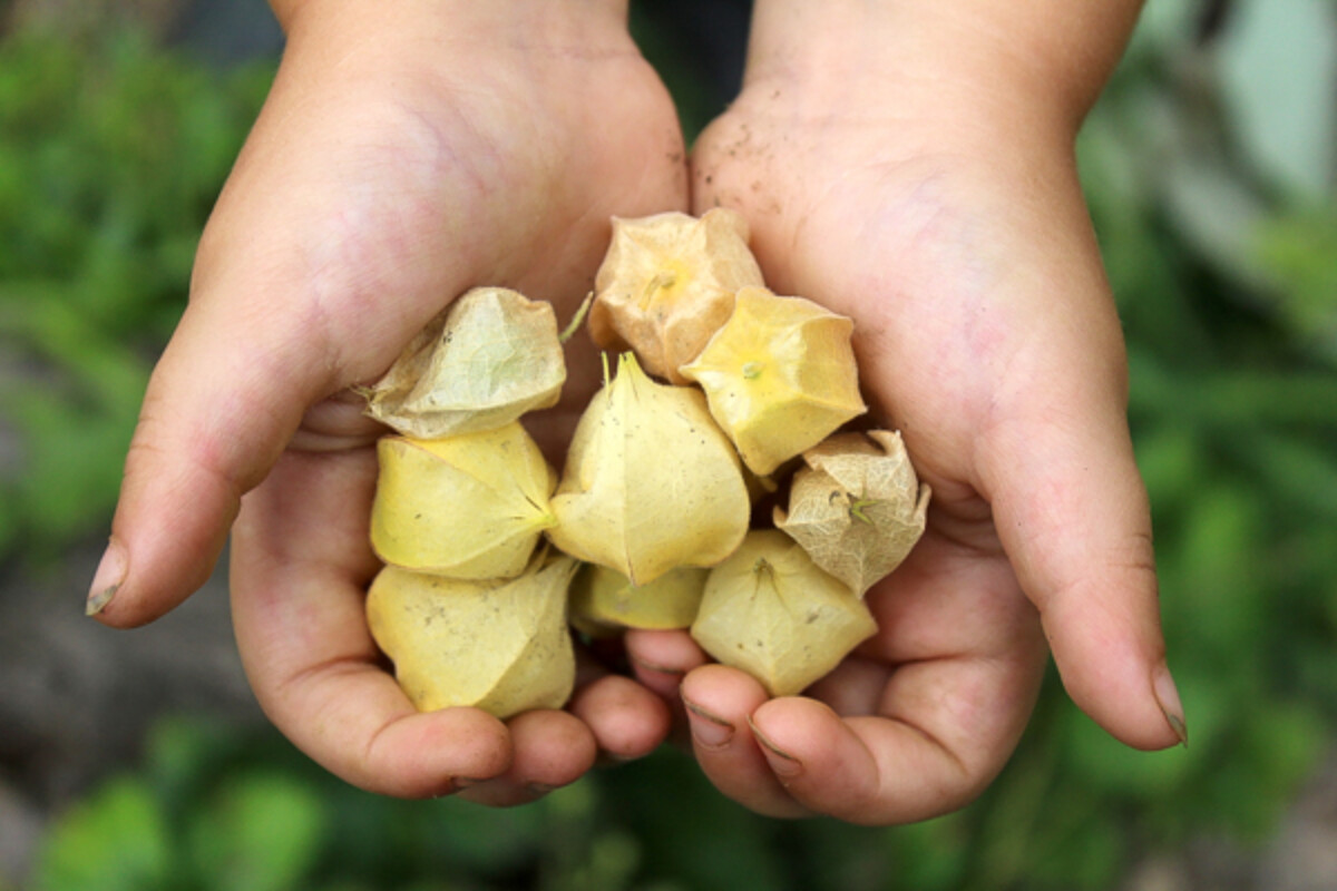 My daughter holding some of her favorite garden fruits, ground cherries. Also known as husk cherries, they're a sweet fruit wrapped in a papery husk (like tomatillos).