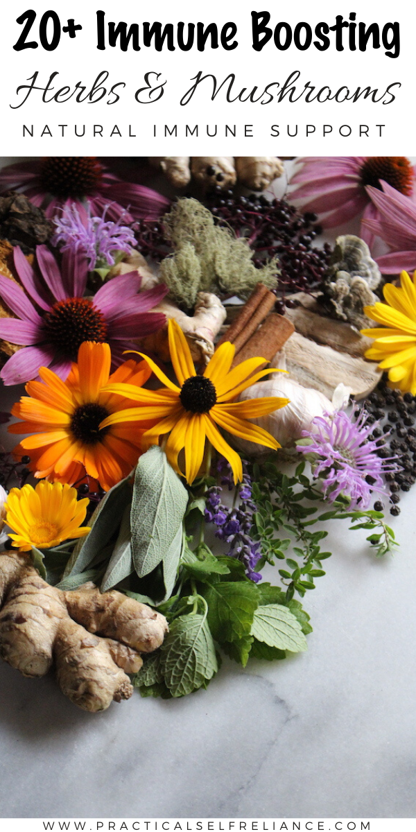 20+ Immune Boosting Herbs and Mushrooms for Natural Immune Support ~ Looking for a natural way to increase immunity? Each of these herbs has been shown to boost the immune system, as either an immune tonic or immune stimulant. #herbs #herbalremedies