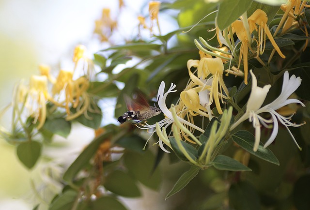 A pollinator visiting a honeysuckle flower