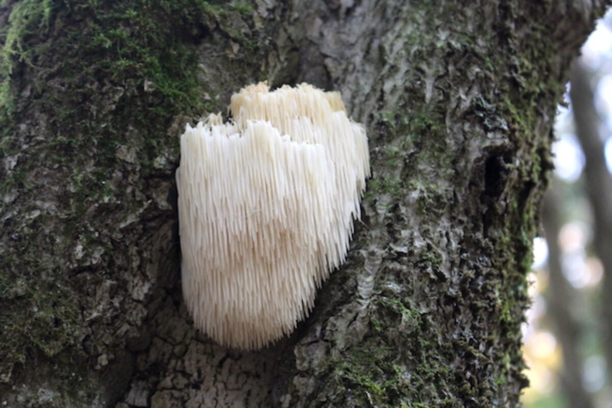 Lion's mane mushrooms