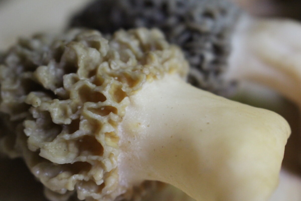 A closeup of the seamless stem attachment on a morel mushroom. Note that the cap continues right into the stem and the stem does not tuck under like legs in a skirt.