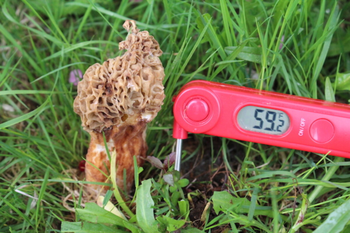 Morel Mushrooms Soil Temperature