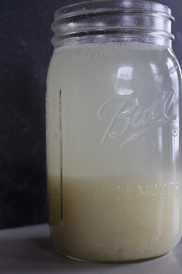 Potato yeast starter after 48 hours. Bubbles are actively rising from the potato layer at the bottom.