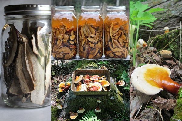 Projects from reishi mushrooms harvested in our woods. Dried reishi slices (left), reishi tincture (top center), reishi harvest mid summer (bottom center) and a small reishi mushroom (right).